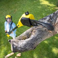 Best Commercial Tree Services  in Blaine, WA