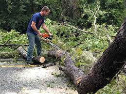 Best Tree Preservation Services  in Blaine, WA