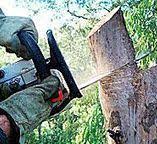 Best Stump Grinding and Removal  in Blaine, WA