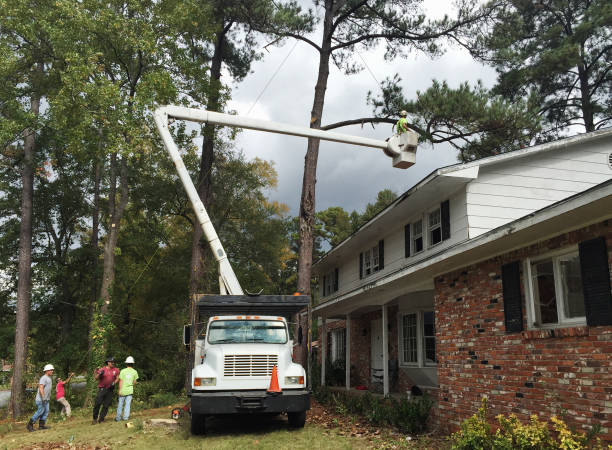 Blaine, WA Tree Care Company