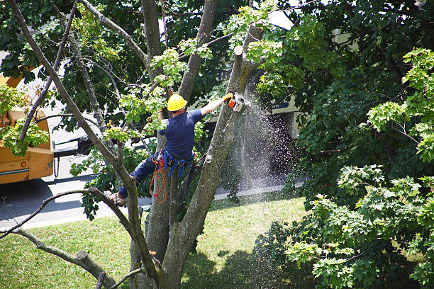 How Our Tree Care Process Works  in  Blaine, WA