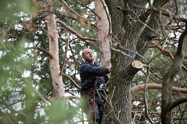 Best Hedge Trimming  in Blaine, WA