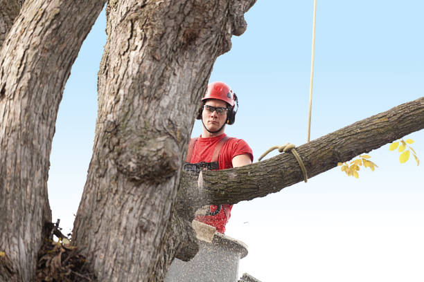 Best Tree Health Inspection  in Blaine, WA